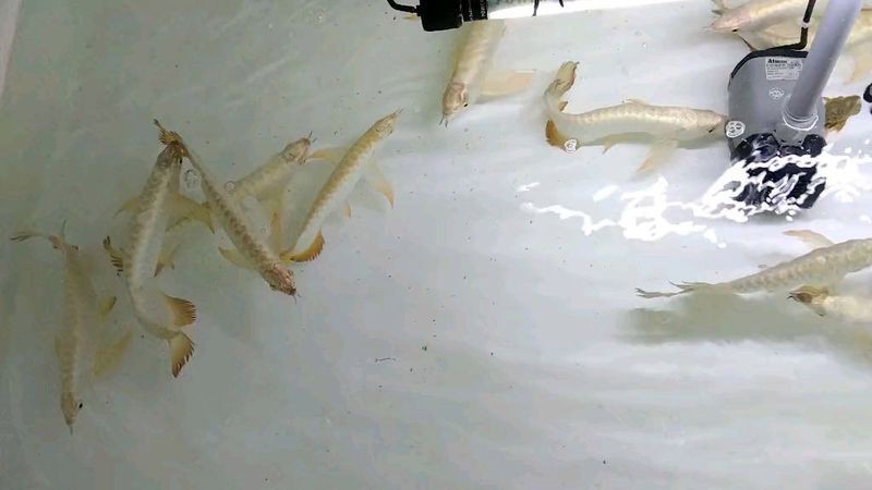 哪里可以買到金龍魚魚苗？