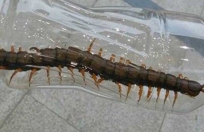 龍魚喂蜈蚣怎么處理干凈：龍魚喂蜈蚣怎么處理