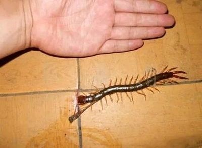龍魚喂蜈蚣怎么處理干凈：龍魚喂蜈蚣怎么處理