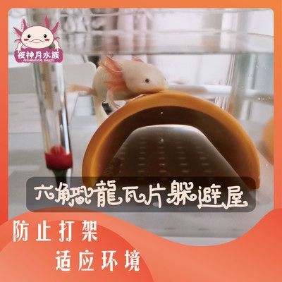 六角恐龍魚魚缸怎么布置好看圖片：六角恐龍魚缸的布置應注重色彩與主題的統一、空間布局合理、裝飾物的選擇