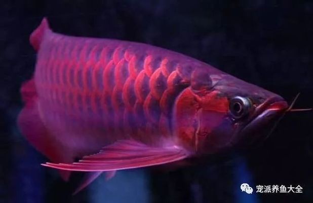 龍魚的水溫一般是在多少度養(yǎng)殖的：龍魚長(zhǎng)時(shí)間不喂食可能導(dǎo)致龍魚長(zhǎng)時(shí)間不喂食會(huì)影響龍魚健康