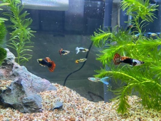 龍魚的水溫一般是在多少度養(yǎng)殖的：龍魚長(zhǎng)時(shí)間不喂食可能導(dǎo)致龍魚長(zhǎng)時(shí)間不喂食會(huì)影響龍魚健康