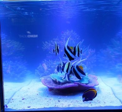 海魚魚缸造景的技巧：海魚魚缸造景技巧 海魚魚缸造景的技巧：海魚魚缸造景技巧 魚缸百科 第2張