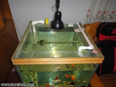 底濾魚缸過濾方式（底濾魚缸過濾系統的歷史演變了解魚缸過濾系統的歷史演變）