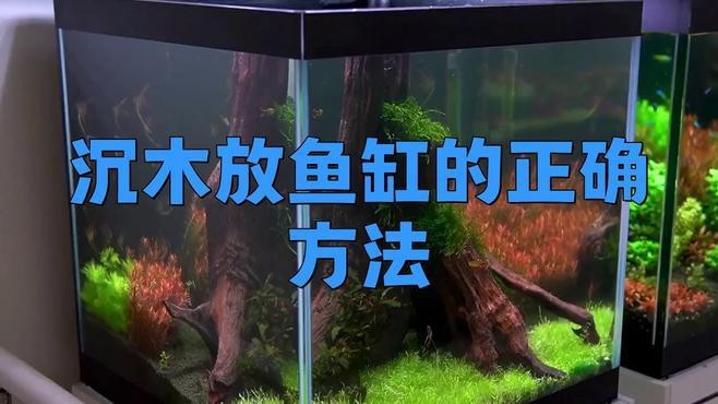 官園魚市轉(zhuǎn)型后，龍魚品種有何變化？官園魚市龍魚交易有哪些規(guī)則，官園魚市轉(zhuǎn)型后，龍魚交易的價(jià)格波動(dòng)大嗎官園魚交易價(jià)格波動(dòng)大嗎