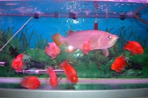 龍魚缸的最佳pH值是多少？
