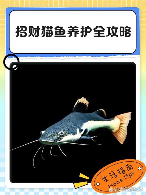 招財貓魚和龍魚的區別是什么圖片 招財貓魚和龍魚的區別是什么圖片 龍魚百科 第7張