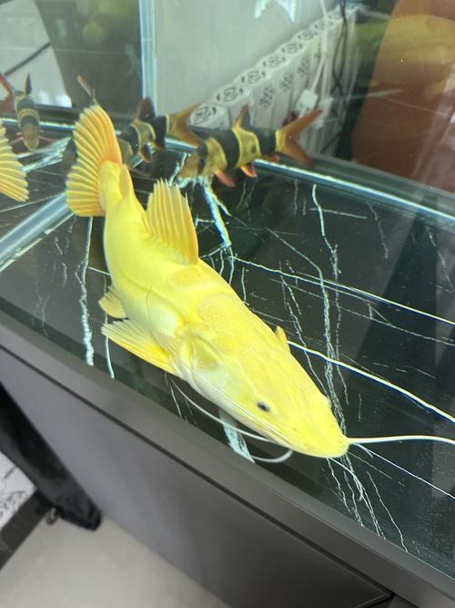 招財貓魚和龍魚的區別是什么圖片 招財貓魚和龍魚的區別是什么圖片 龍魚百科 第10張