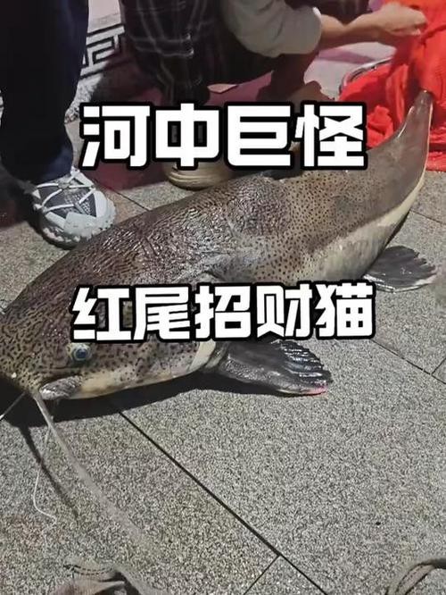 招財貓魚和龍魚的區別是什么圖片 招財貓魚和龍魚的區別是什么圖片 龍魚百科 第12張