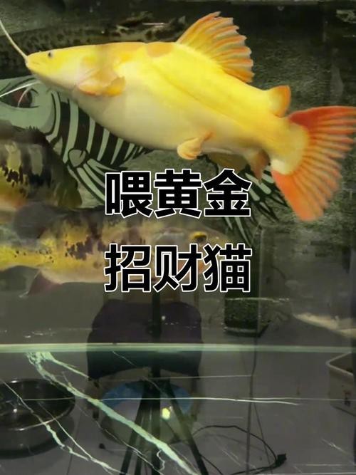 招財貓魚和龍魚的區別是什么圖片 招財貓魚和龍魚的區別是什么圖片 龍魚百科 第23張