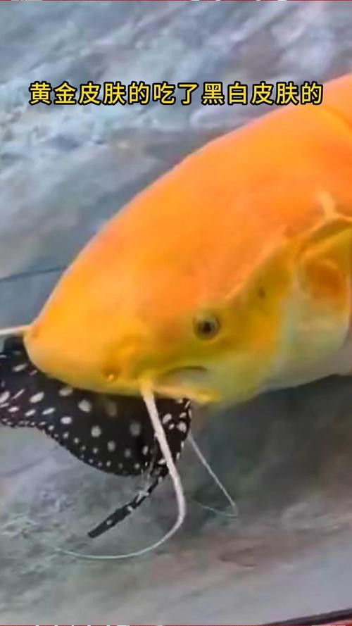 招財貓魚和龍魚的區別是什么圖片 招財貓魚和龍魚的區別是什么圖片 龍魚百科 第24張
