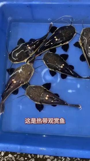 招財貓魚和龍魚的區別是什么圖片 招財貓魚和龍魚的區別是什么圖片 龍魚百科 第25張