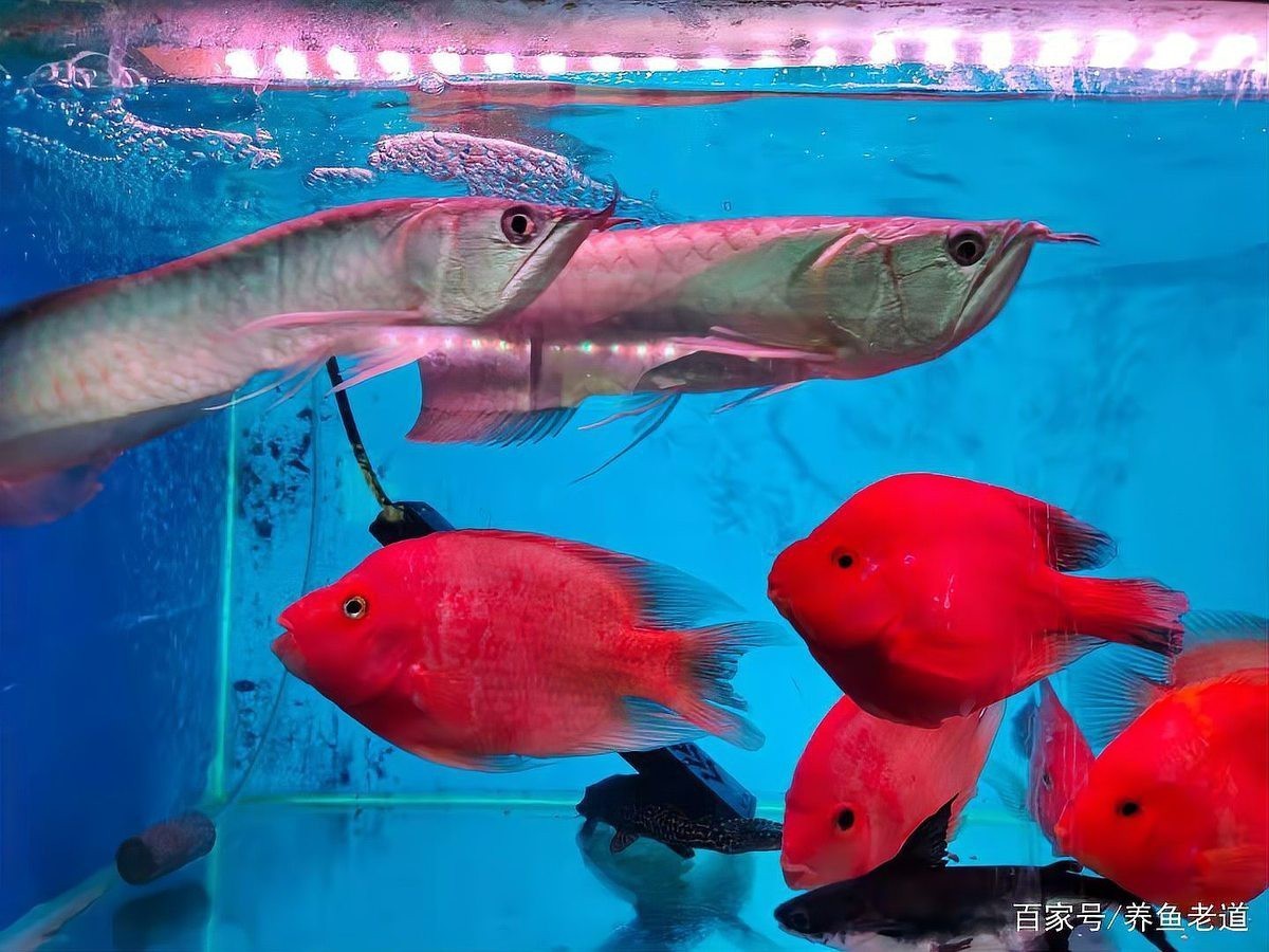 招財貓魚和龍魚的區別是什么圖片 招財貓魚和龍魚的區別是什么圖片 龍魚百科 第28張