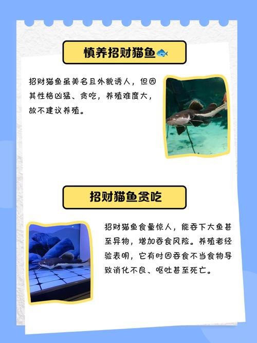 招財貓魚和龍魚的區別是什么圖片 招財貓魚和龍魚的區別是什么圖片 龍魚百科 第34張