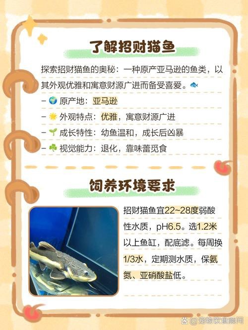 招財貓魚和龍魚的區別是什么圖片 招財貓魚和龍魚的區別是什么圖片 龍魚百科 第37張