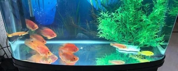 魚缸內氧氣消耗的主要因素：如何提高魚缸氧氣消耗的計算方法