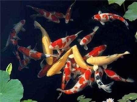 魚缸內氧氣消耗的主要因素：如何提高魚缸氧氣消耗的計算方法
