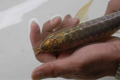 龍魚肚皮發白：龍魚肚皮發白怎么辦