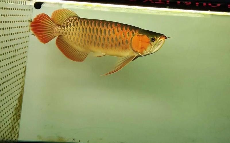 龍魚品相鑒別方法圖片
