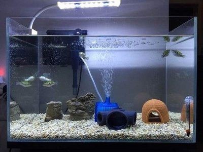 觀賞魚缸怎么安裝（根據(jù)搜索結(jié)果整理的觀賞魚缸的安裝方法和注意事項(xiàng)）