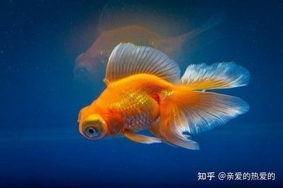 定制魚缸需要注意什么：定制魚缸的注意事項