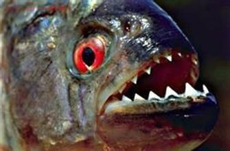 如何判斷銀板魚繁殖期狀態(tài)：銀板魚的繁殖期狀態(tài)可以通過觀察其體表的顏色來判斷