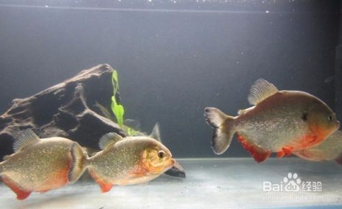 如何判斷銀板魚繁殖期狀態:銀板魚的繁殖期狀態可以通過觀察其體表的顏色來判斷 龍魚百科 第5張 如何判斷銀板魚繁殖期狀態:銀板魚的繁殖期狀態可以通過觀察其體表的顏色來判斷 如何判斷銀板魚繁殖期狀態:銀板魚的繁殖期狀態可以通過觀察其體表的顏色來判斷 龍魚百科 第5張