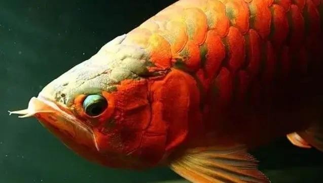 龍魚和虎魚混養大小比例圖 龍魚和虎魚混養大小比例圖 龍魚百科 第4張