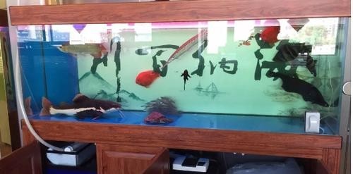 龍魚和虎魚混養大小比例圖 龍魚和虎魚混養大小比例圖 龍魚百科 第11張