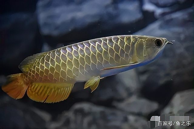 龍魚和虎魚混養大小比例圖 龍魚和虎魚混養大小比例圖 龍魚百科 第23張