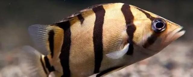 龍魚和虎魚混養大小比例圖 龍魚和虎魚混養大小比例圖 龍魚百科 第12張