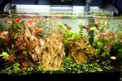 觀景魚缸換水頻率的建議：觀景魚缸換水頻率的建議：關于觀景魚缸換水的建議