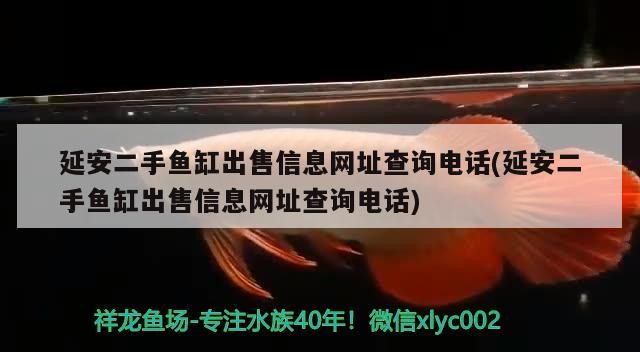延安二手魚缸出售信息網址查詢電話(延安二手魚缸出售信息網址查詢電話) 延安二手魚缸出售信息網址查詢電話(延安二手魚缸出售信息網址查詢電話) 龍魚百科