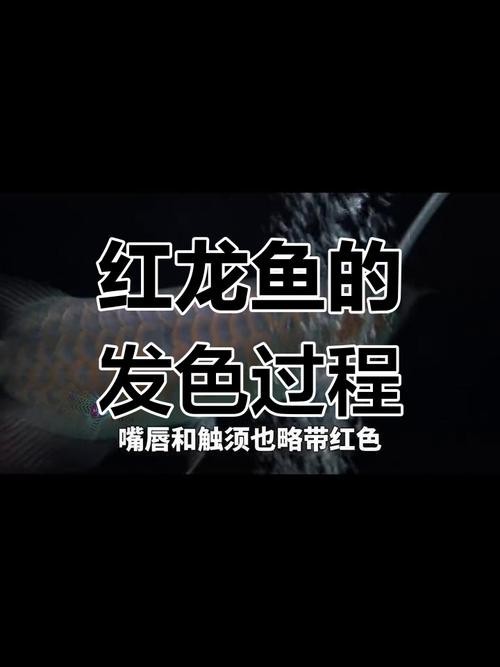 馬來西亞紅龍魚長大圖片大全高清
