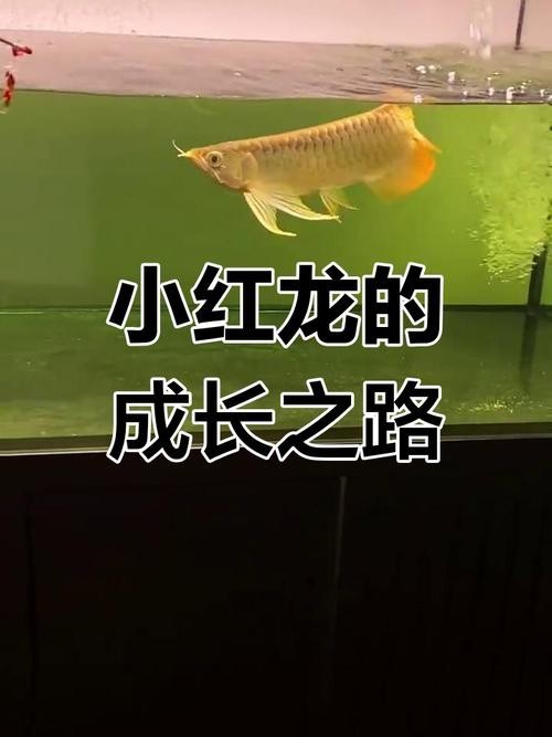 馬來西亞紅龍魚長大圖片大全高清