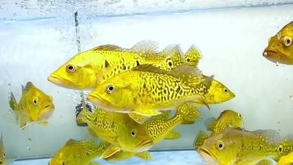 黃金龍魚價格多少錢一條（如何辨別黃金龍魚市場價格走勢）
