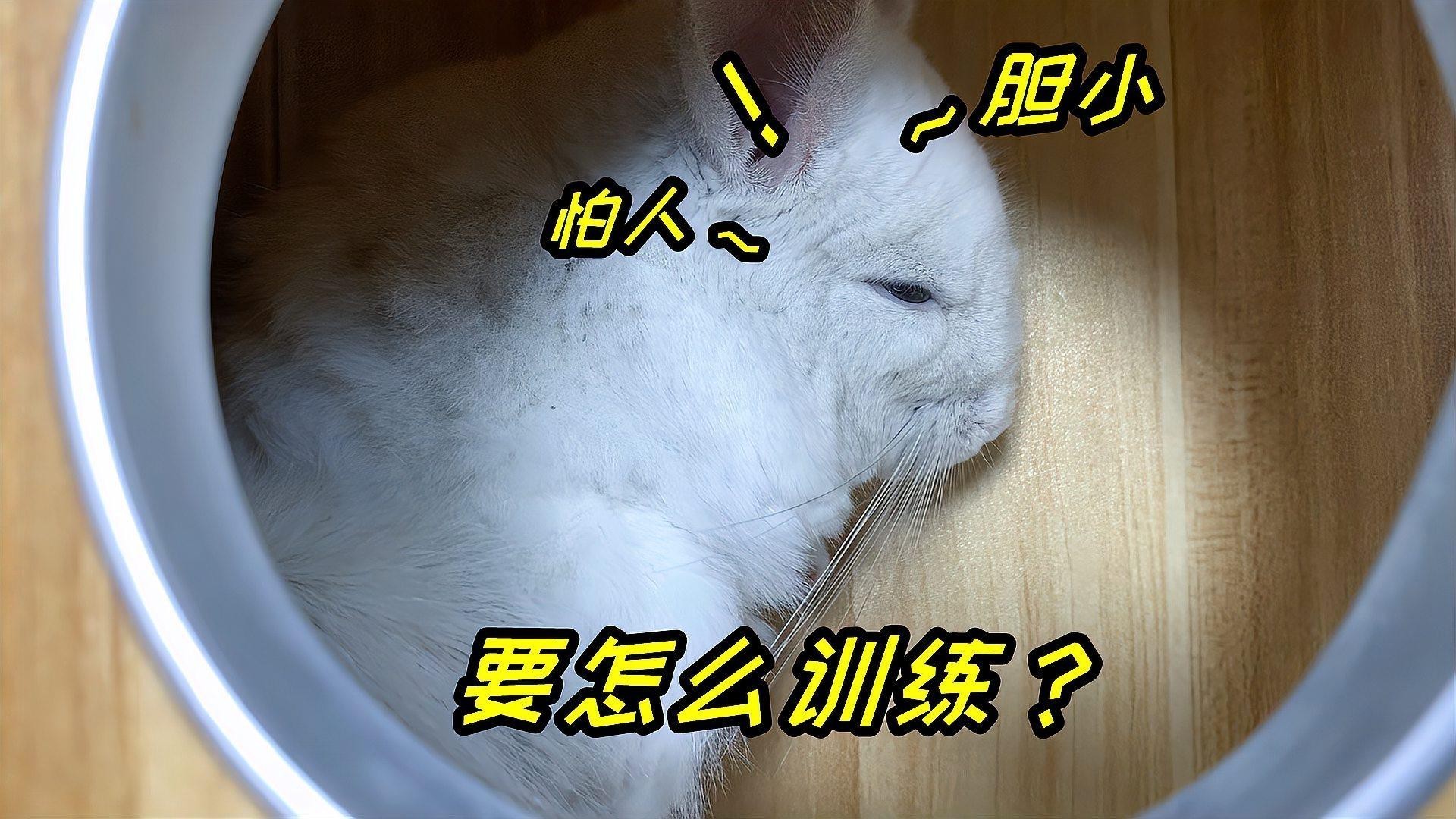 如何培養龍貓和貓的親人性？