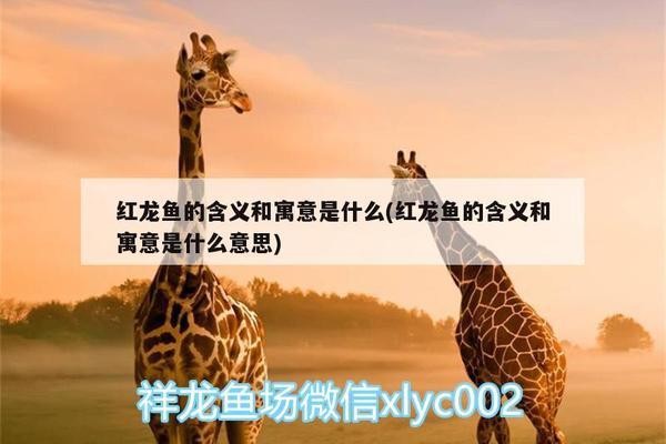 江門市鴻軒園藝水族有限公司