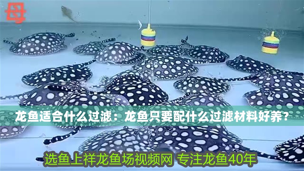 龍魚適合什么過濾：龍魚只要配什么過濾材料好養？ 龍魚適合什么過濾：龍魚只要配什么過濾材料好養？ 龍魚百科 第1張