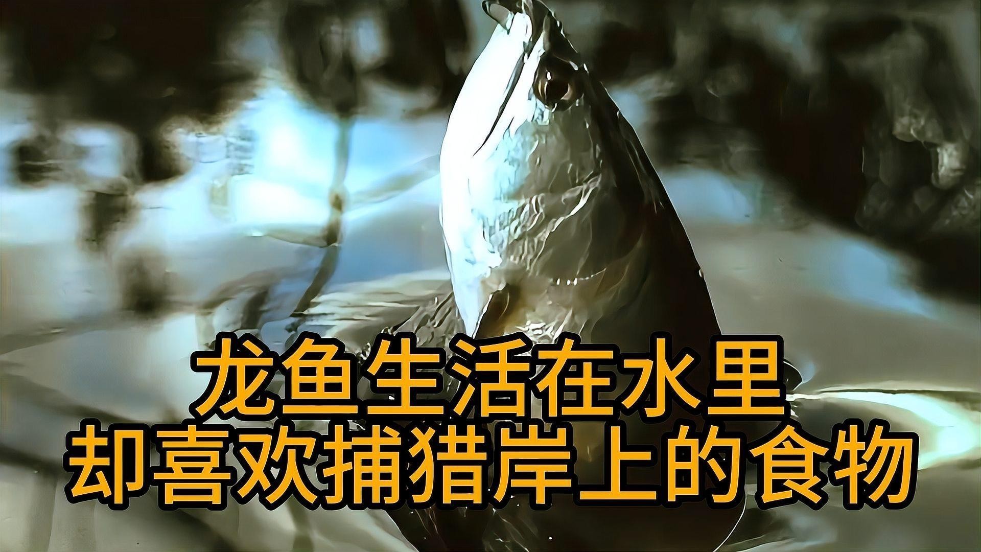 龍魚(yú)吃鴨子的視頻播放