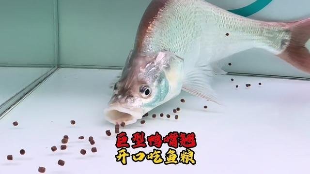 龍魚(yú)吃鴨子的視頻播放