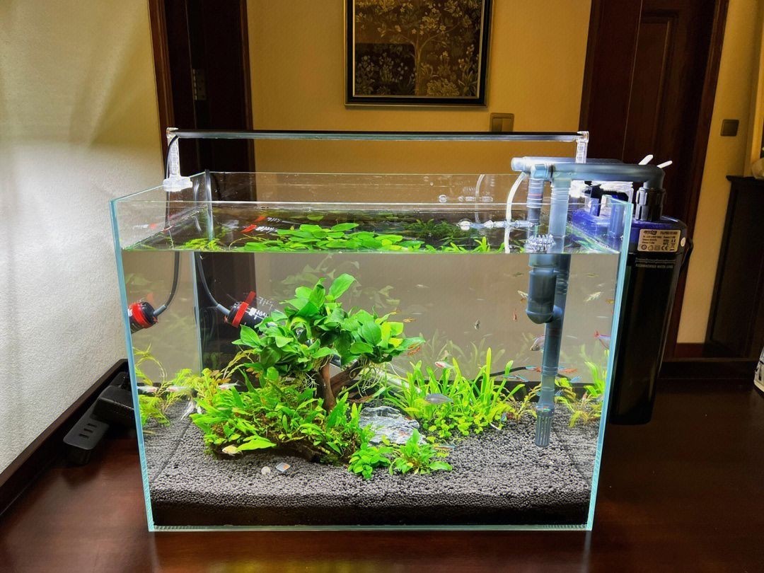 國外60鼠魚缸造景:國外60鼠魚缸造景詳情 魚缸百科 第4張 國外60鼠魚缸造景:國外60鼠魚缸造景詳情 國外60鼠魚缸造景:國外60鼠魚缸造景詳情 魚缸百科 第4張
