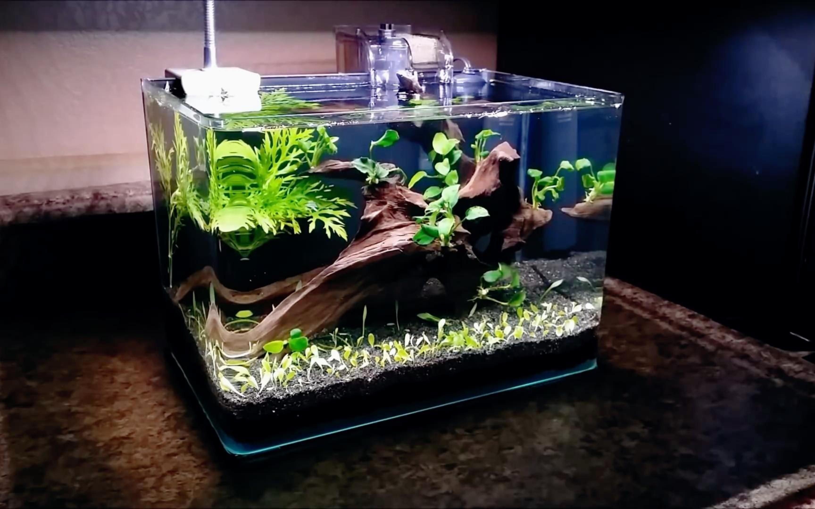 國外60鼠魚缸造景:國外60鼠魚缸造景詳情 魚缸百科 第5張 國外60鼠魚缸造景:國外60鼠魚缸造景詳情 國外60鼠魚缸造景:國外60鼠魚缸造景詳情 魚缸百科 第5張