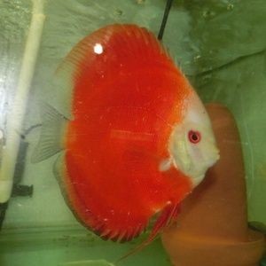 赤瞳黃龍魚：赤瞳黃龍魚的飼養 赤瞳黃龍魚：赤瞳黃龍魚的飼養 龍魚百科 第1張