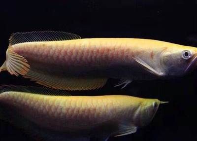 赤瞳黃龍魚：赤瞳黃龍魚的飼養 赤瞳黃龍魚：赤瞳黃龍魚的飼養 龍魚百科 第3張