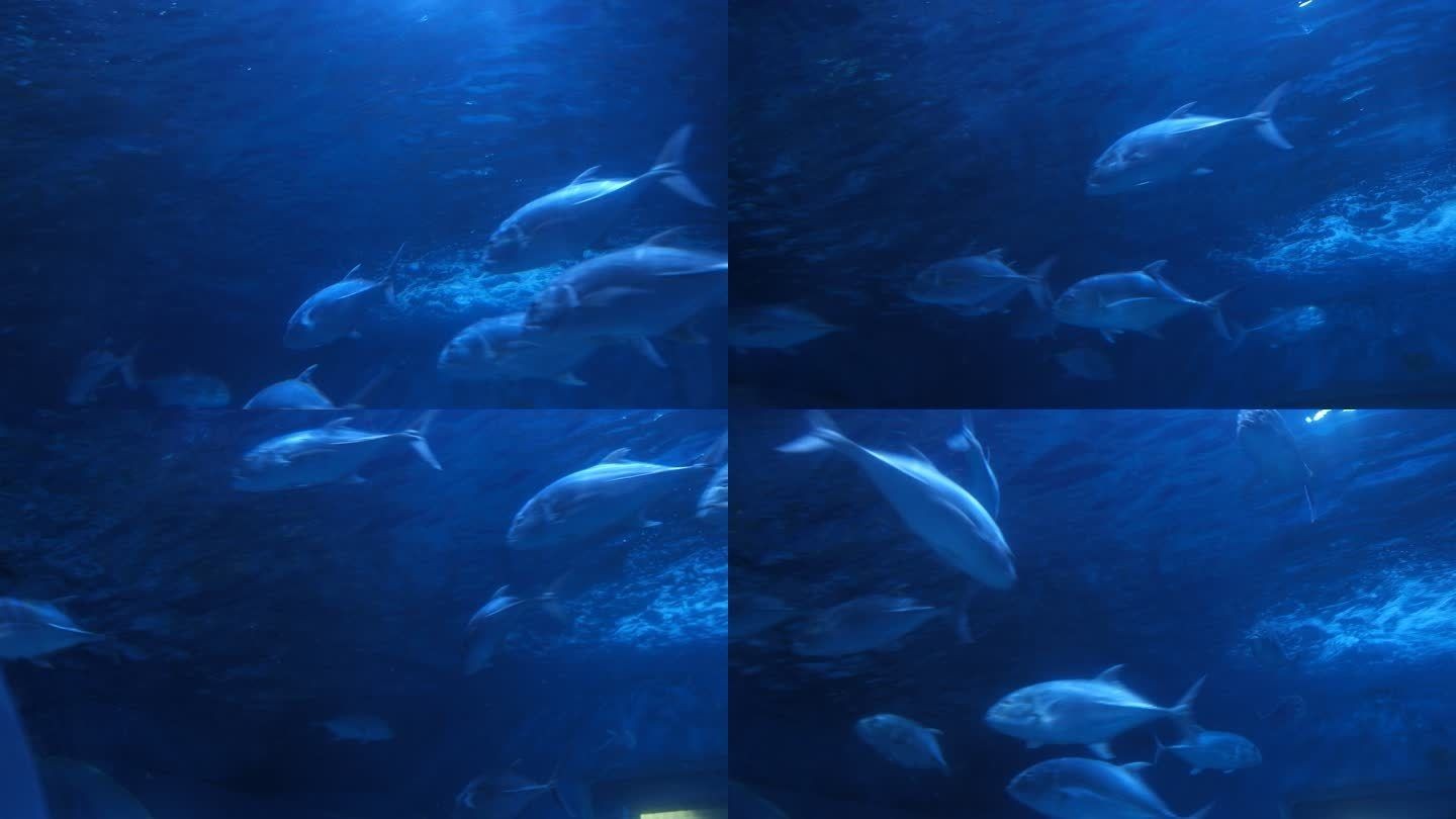 廣漢哪里有賣魚(yú)缸的（廣漢賣魚(yú)缸的地點(diǎn)）
