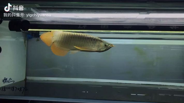 龍魚火焰尾好：火焰尾紅龍魚的市場行情