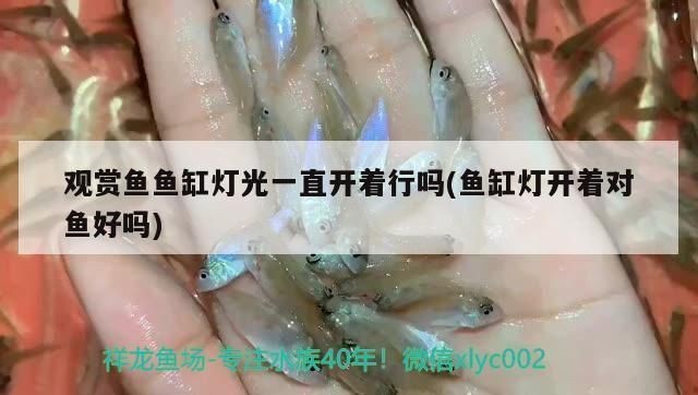 魚缸燈對銀板魚生長的影響：魚缸燈光對銀板魚生長的影響 魚缸燈對銀板魚生長的影響：魚缸燈光對銀板魚生長的影響 魚缸百科 第4張