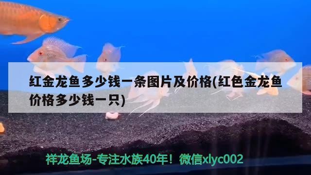 衛(wèi)輝市行政路春韻花店