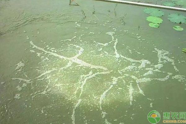 如何培養魚缸中的好水色：如何培養魚缸中的良好水色 如何培養魚缸中的好水色：如何培養魚缸中的良好水色 魚缸百科 第1張